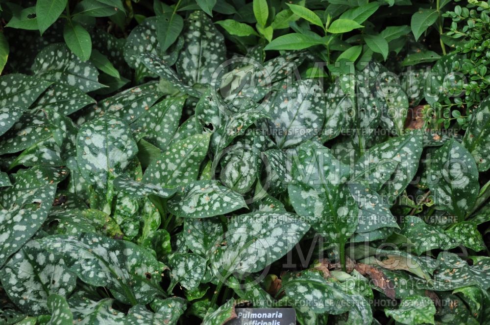 Pulmonaria Sissinghurst White (Lungwort) 1 