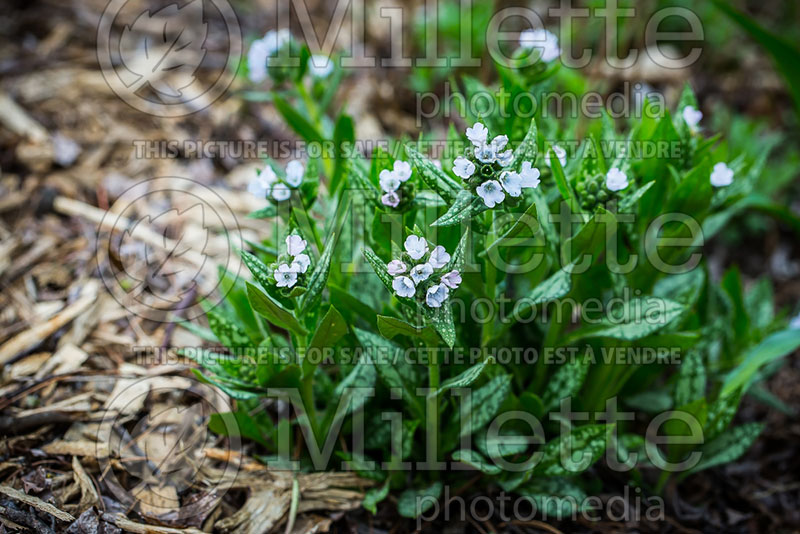 Pulmonaria Opal or Ocupol (Lungwort) 1 