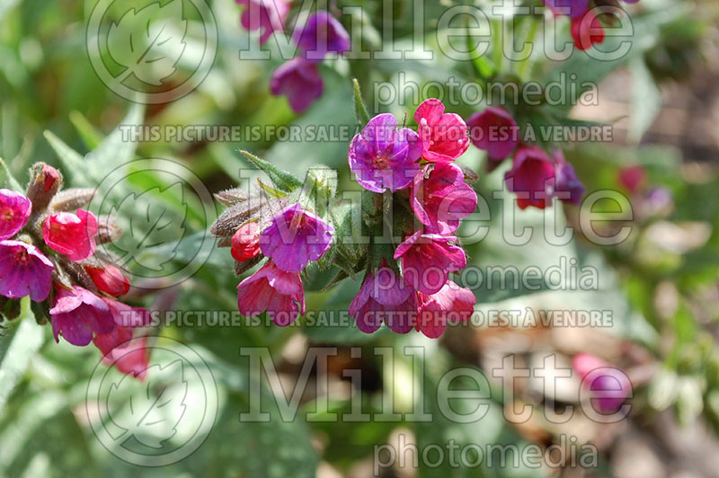 Pulmonaria Raspberry Splash (Lungwort) 2 