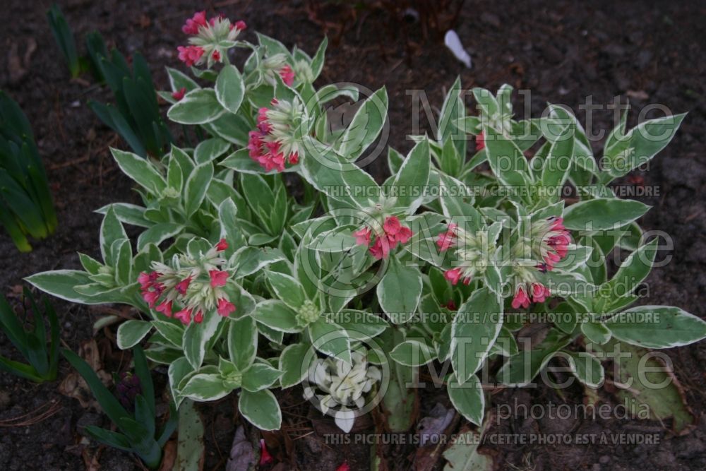 Pulmonaria David Ward (Lungwort) 1