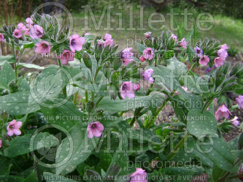 Pulmonaria Pink Dawn (Lungwort)  1 