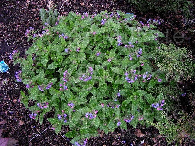 Pulmonaria Smokey Blue (Lungwort) 1 