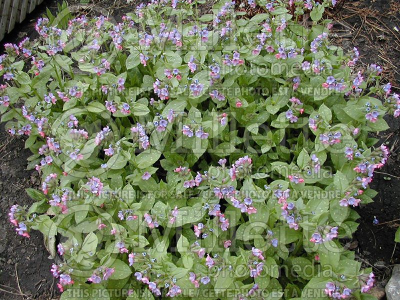 Pulmonaria Mrs Moon (Lungwort) 2