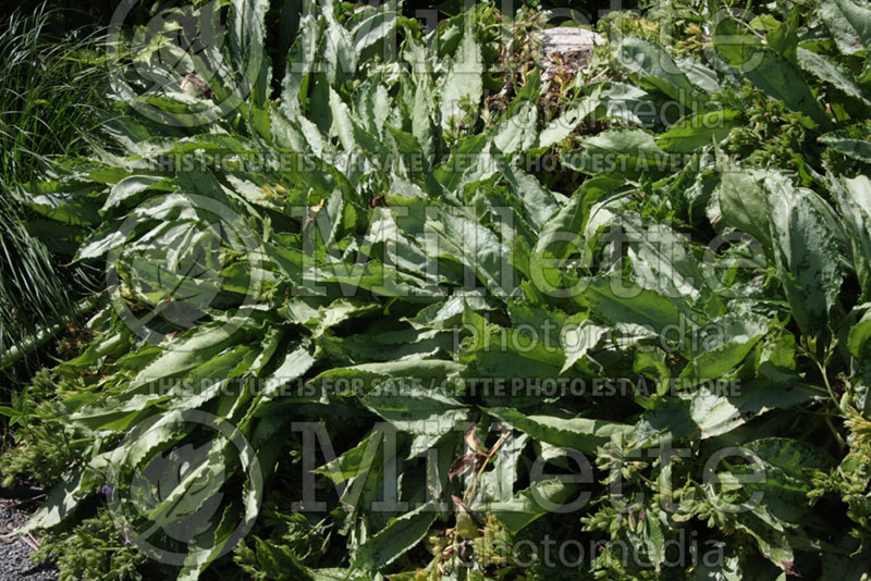 Pulmonaria Silver Shimmers (Lungwort) 1  