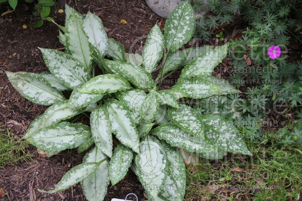 Pulmonaria Silver Shimmers (Lungwort) 3  
