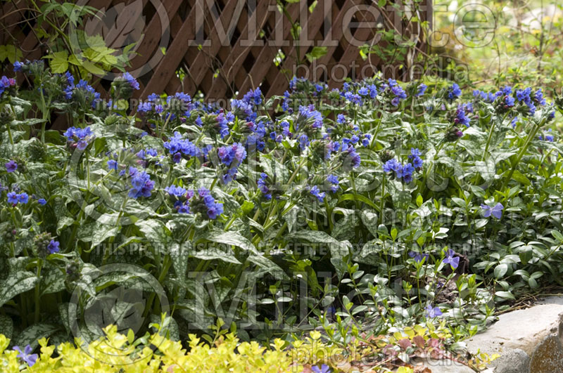 Pulmonaria Trevi Fountain (Lungwort) 1  