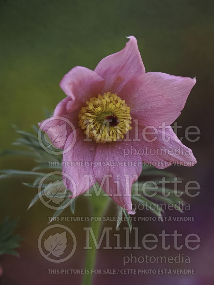 Pulsatilla Pearl Bells (Pasque Flower) 4 