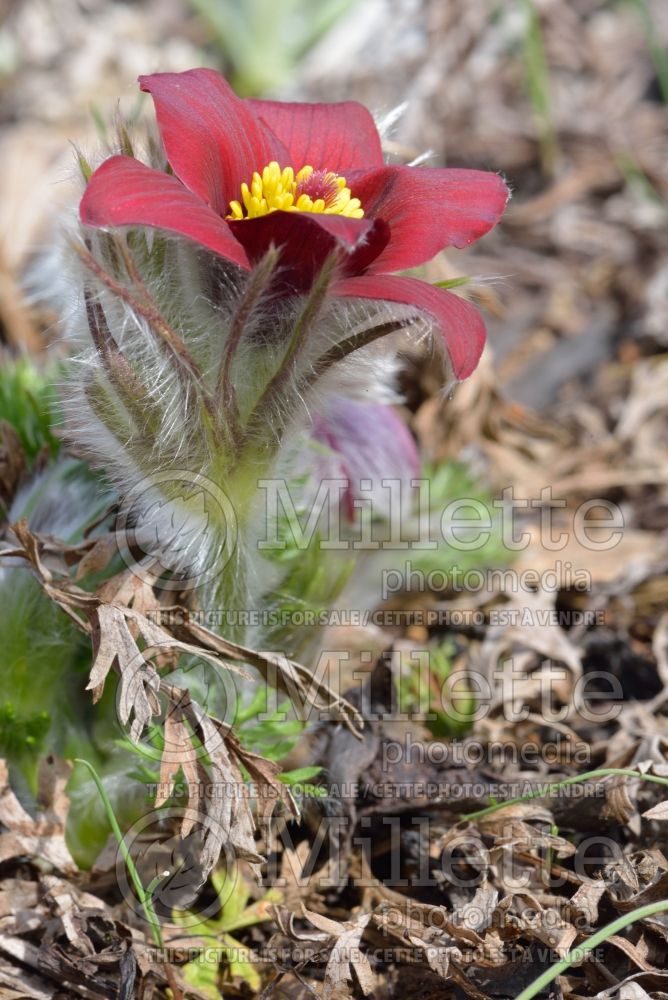 Pulsatilla Rubra (Pasque Flower) 1 