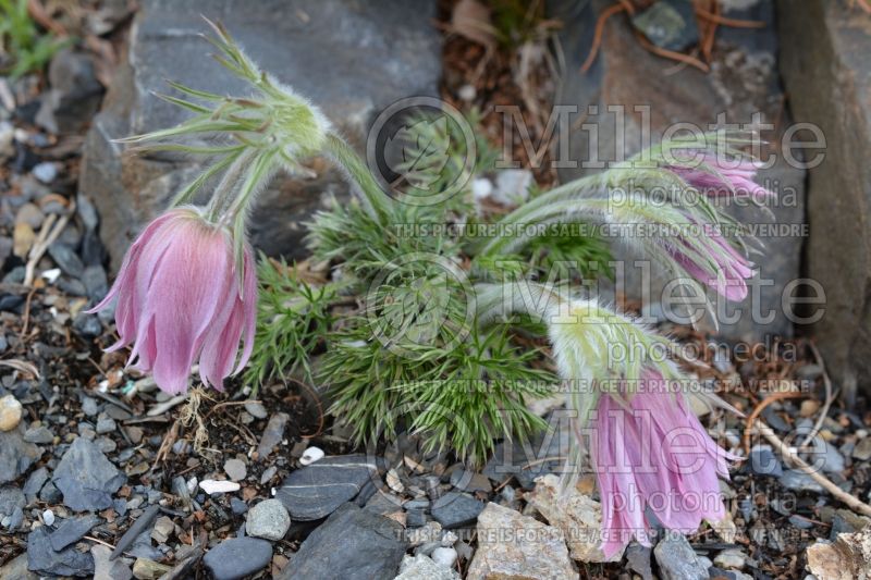 Pulsatilla or Anemone Papageno (Pasque Flower) 4 