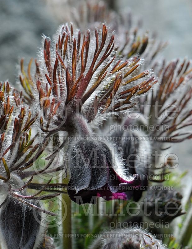 Pulsatilla Nigricans (Pasque Flower) 2 
