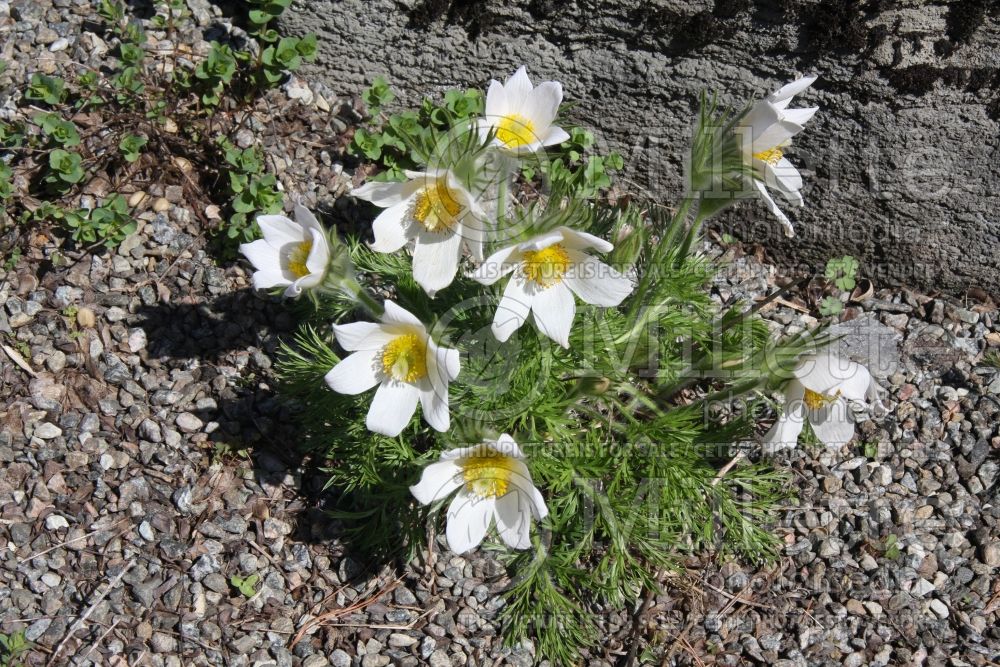 Anemone Alba or Pulsatilla Alba (wood anemone) 2 