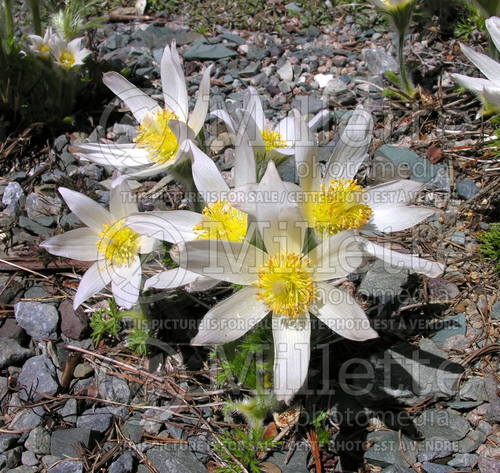 Anemone Alba or Pulsatilla Alba (wood anemone) 3 