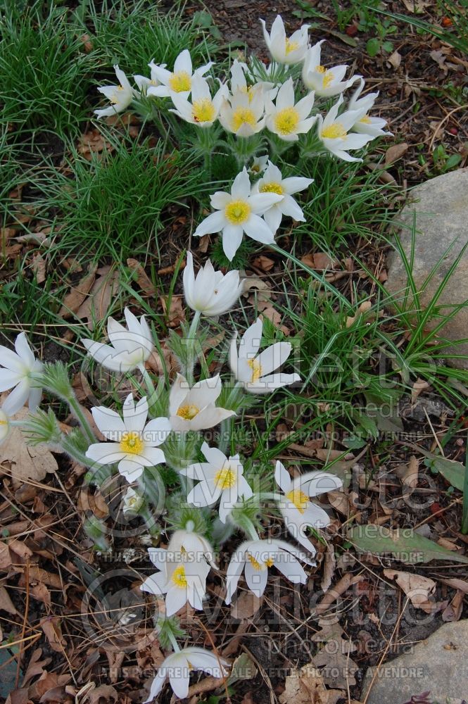 Anemone Alba or Pulsatilla Alba (wood anemone) 4 