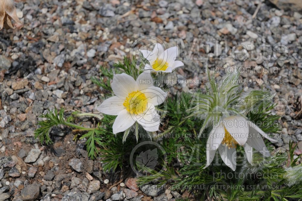 Anemone Alba or Pulsatilla Alba (wood anemone) 5 