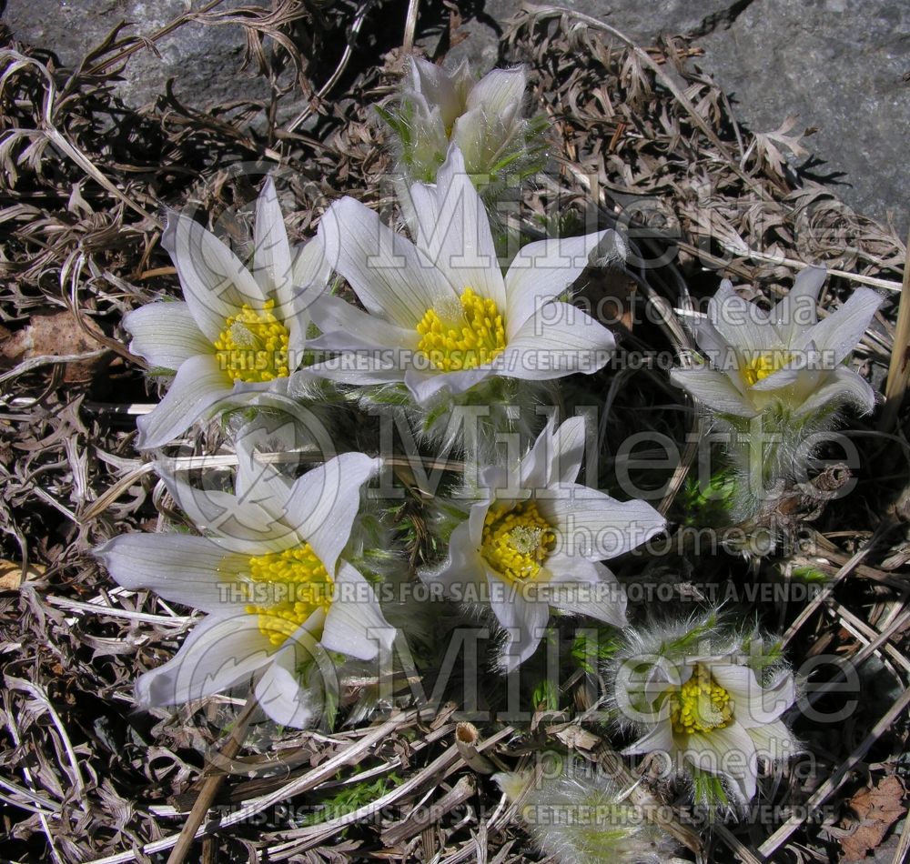 Anemone Alba or Pulsatilla Alba (wood anemone) 7 