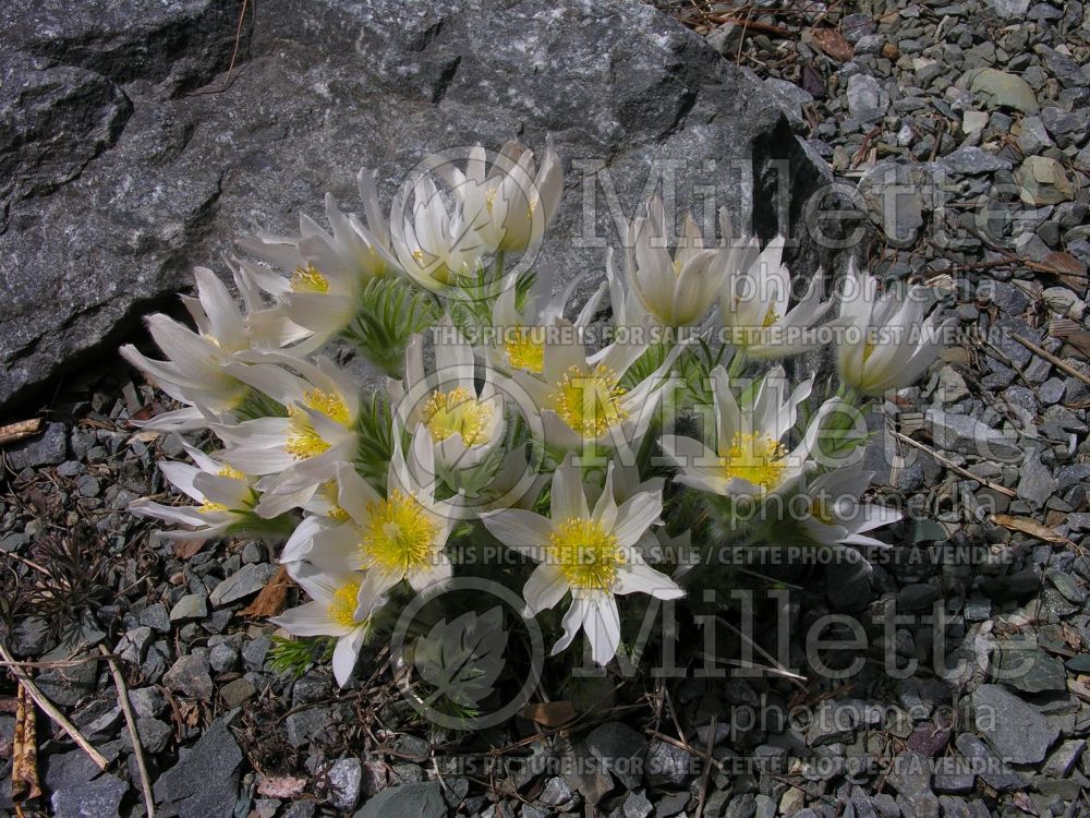 Anemone Alba or Pulsatilla Alba (wood anemone) 6 