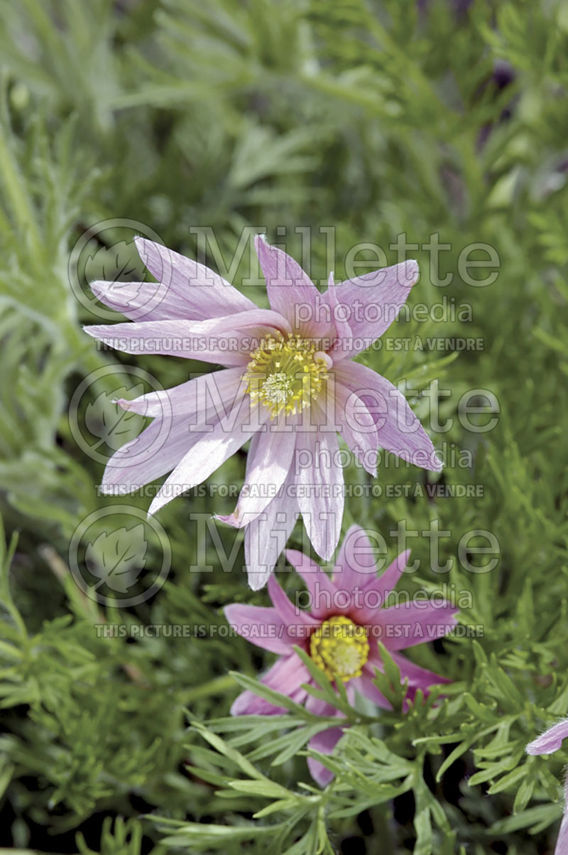 Pulsatilla Double Frills (Pasque Flower) 1 