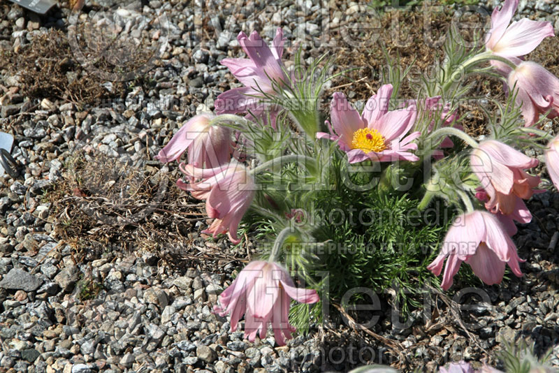 Pulsatilla or Anemone Papageno (Pasque Flower) 1 