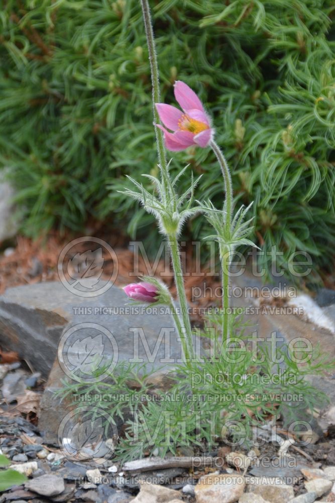 Pulsatilla or Anemone Papageno (Pasque Flower) 2 