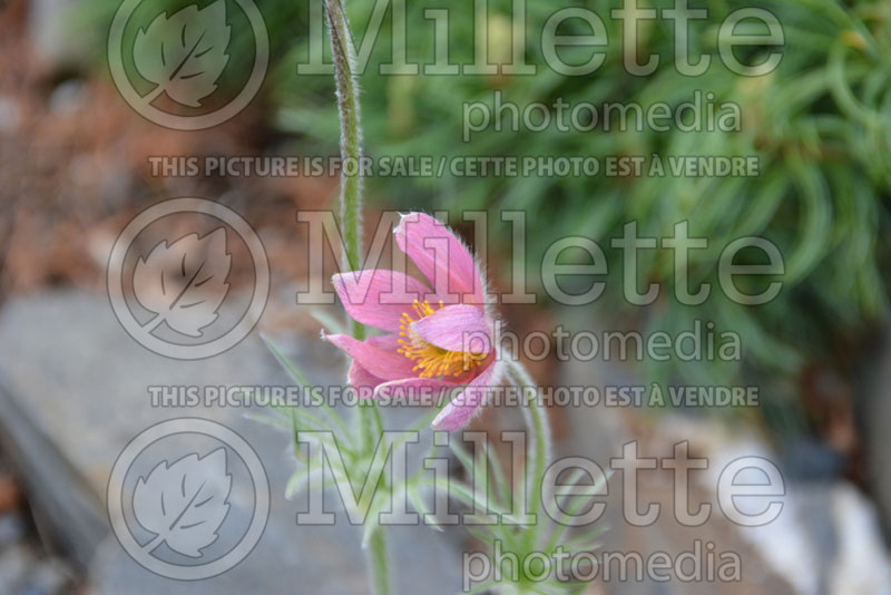 Pulsatilla or Anemone Papageno (Pasque Flower) 3 