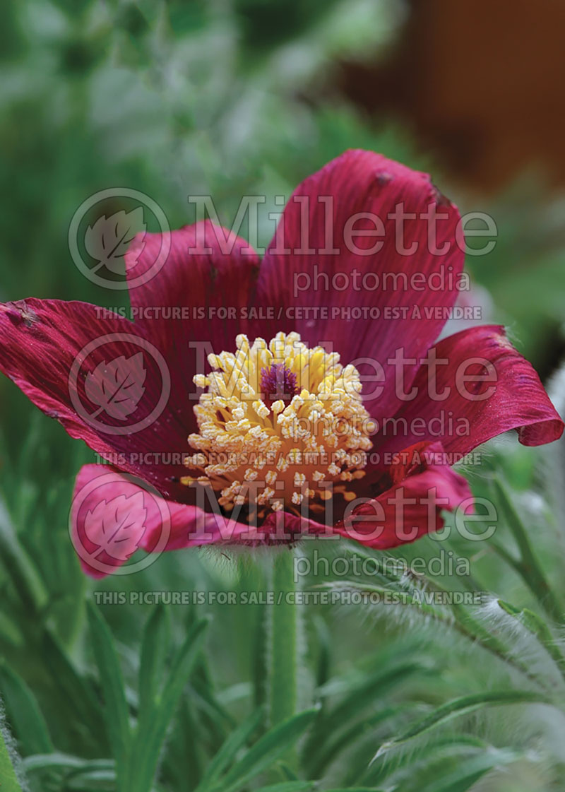 Pulsatilla Pinwheel Dark Red (wood anemone) 1 