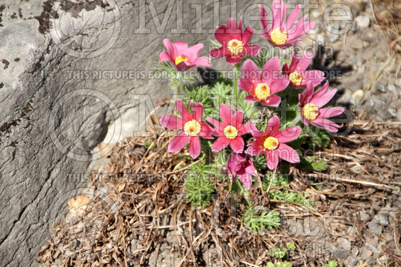 Pulsatilla Rosea (wood anemone) 6 