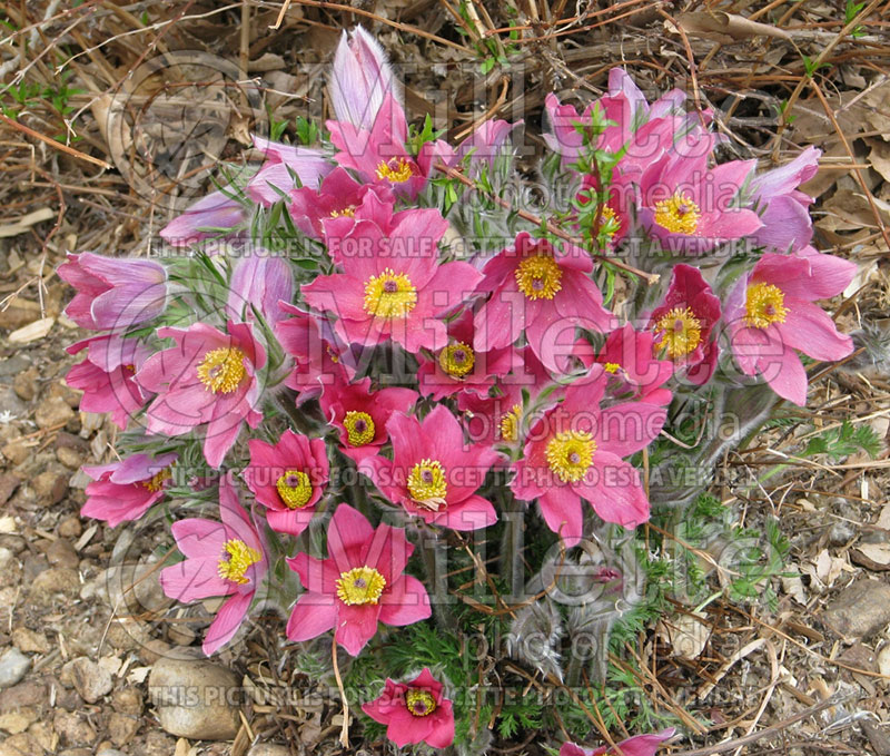 Pulsatilla Rosea (wood anemone) 2 