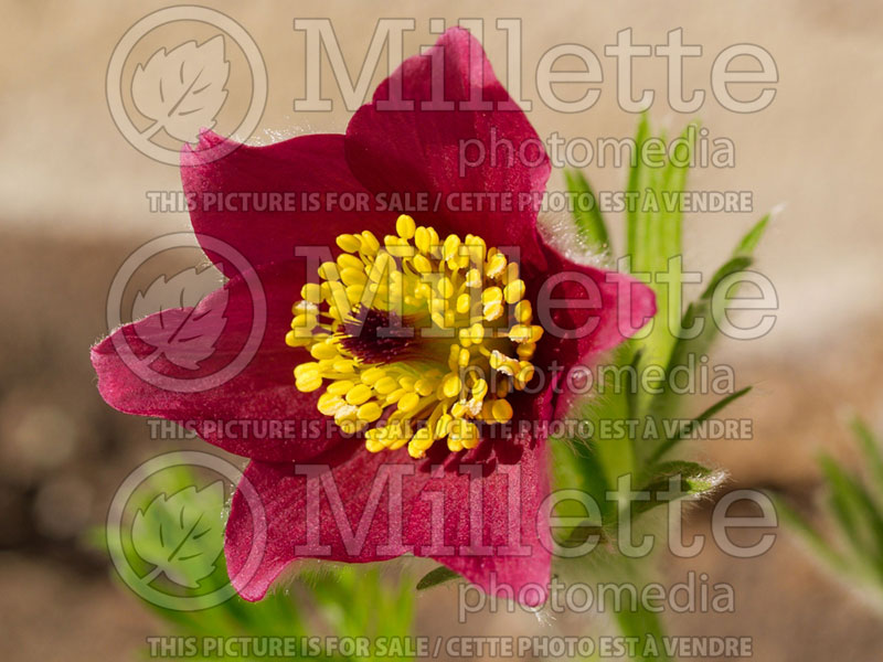 Pulsatilla Rote Glocke (Pasque Flower) 2 