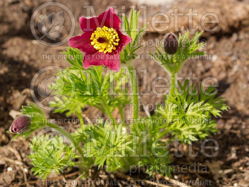 Pulsatilla Rote Glocke (Pasque Flower) 3 