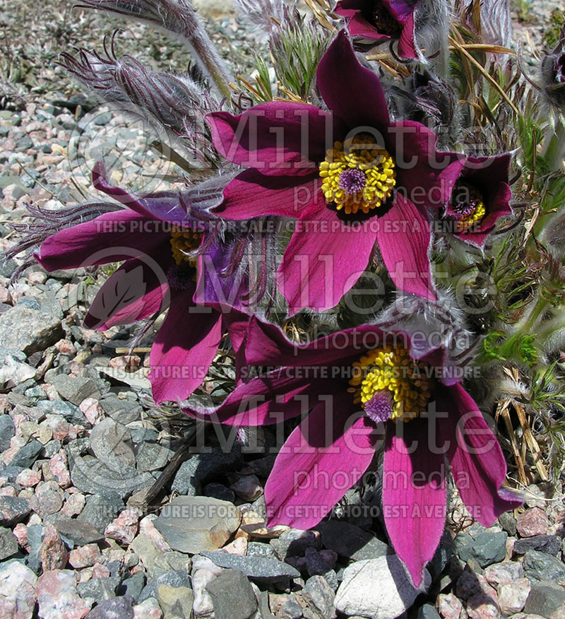 Pulsatilla or Anemone Rubra (Anemone pulsatille) 4 