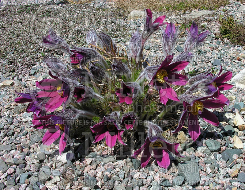 Pulsatilla or Anemone Rubra (Anemone pulsatille) 6 