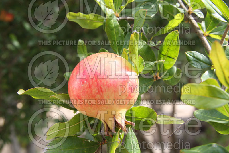 Punica granatum (Pomegranate) 5 