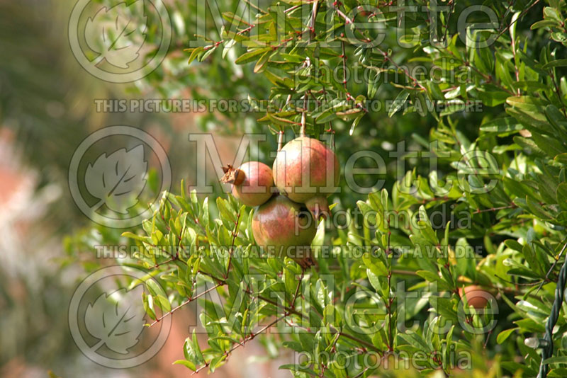 Punica granatum (Pomegranate) 8 