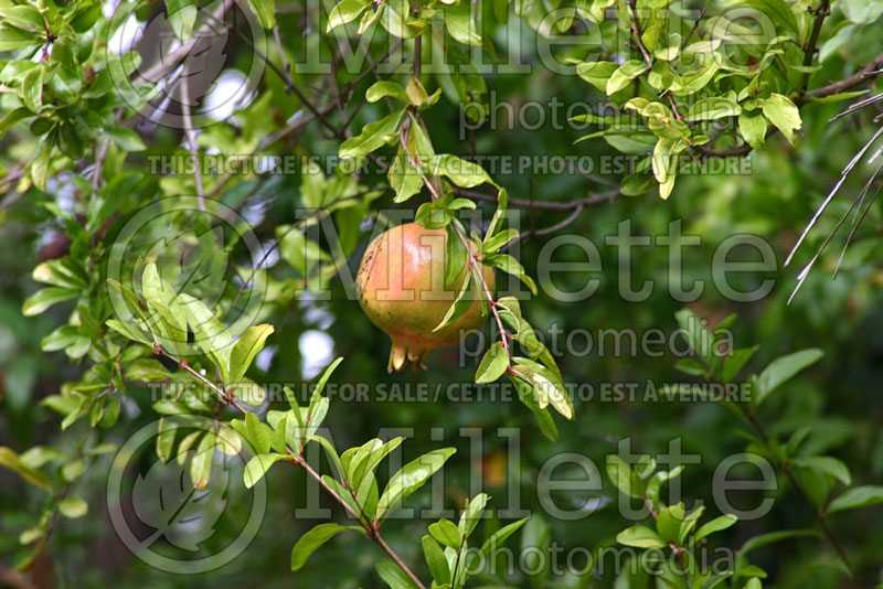 Punica granatum (Pomegranate) 7 