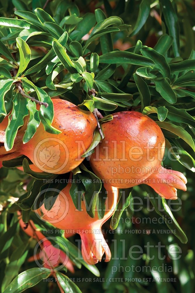 Punica Sirenevyi (Pomegranate) 1 