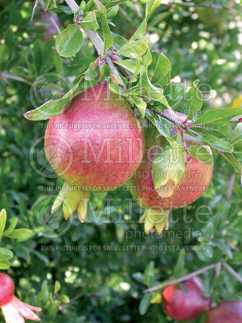 Punica granatum (Pomegranate) 3 