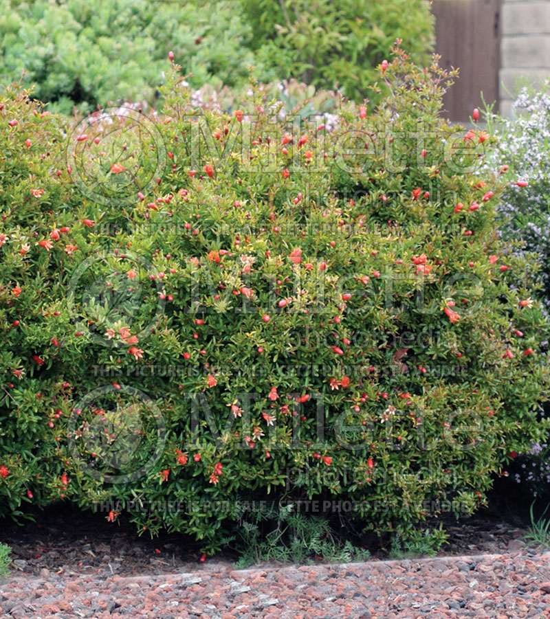 Punica granatum (Pomegranate) 1 