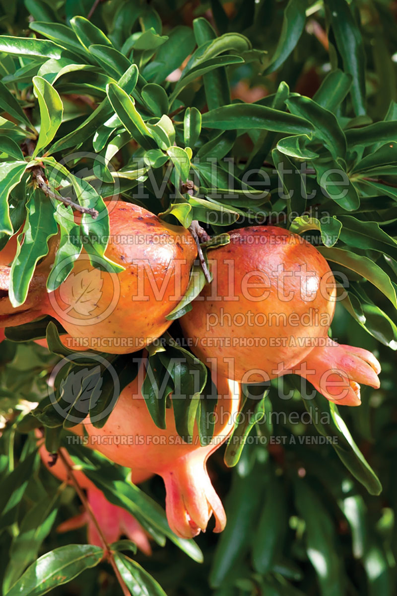 Punica granatum (Pomegranate) 6 