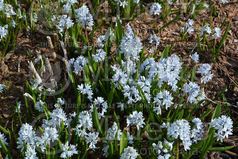 Puschkinia scilloides (Puschkinia) 2 