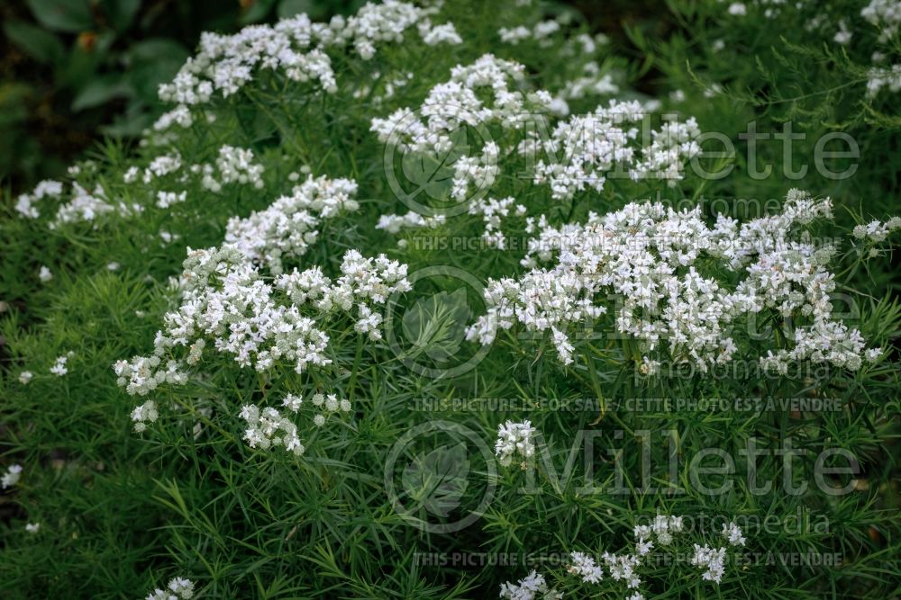 Pycnanthemum tenuifolium (mountain mint) 1 