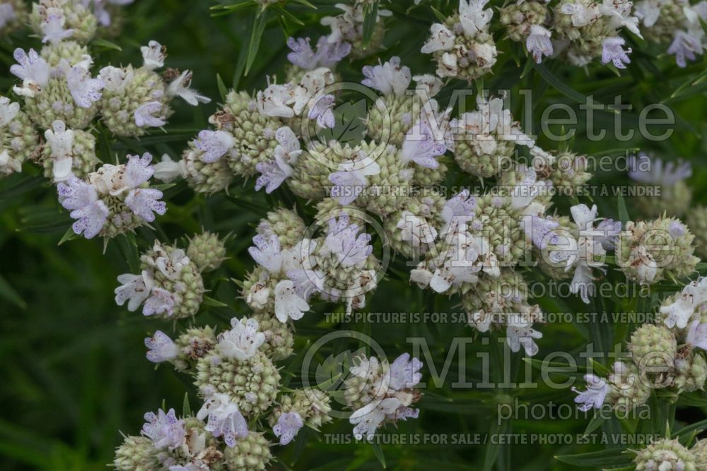 Pycnanthemum tenuifolium (mountain mint) 3 