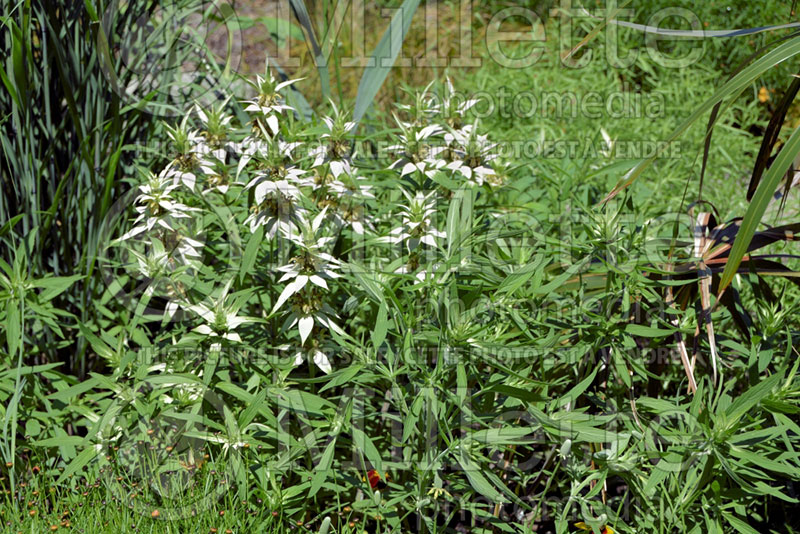 Pycnanthemum Stowe Away (mountain mint) 1 