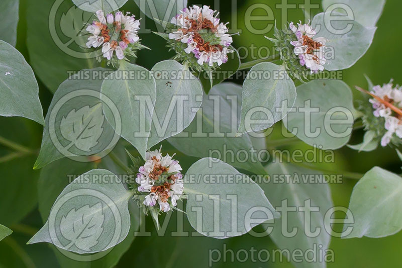 Pycnanthemum muticum (mountain mint) 1 