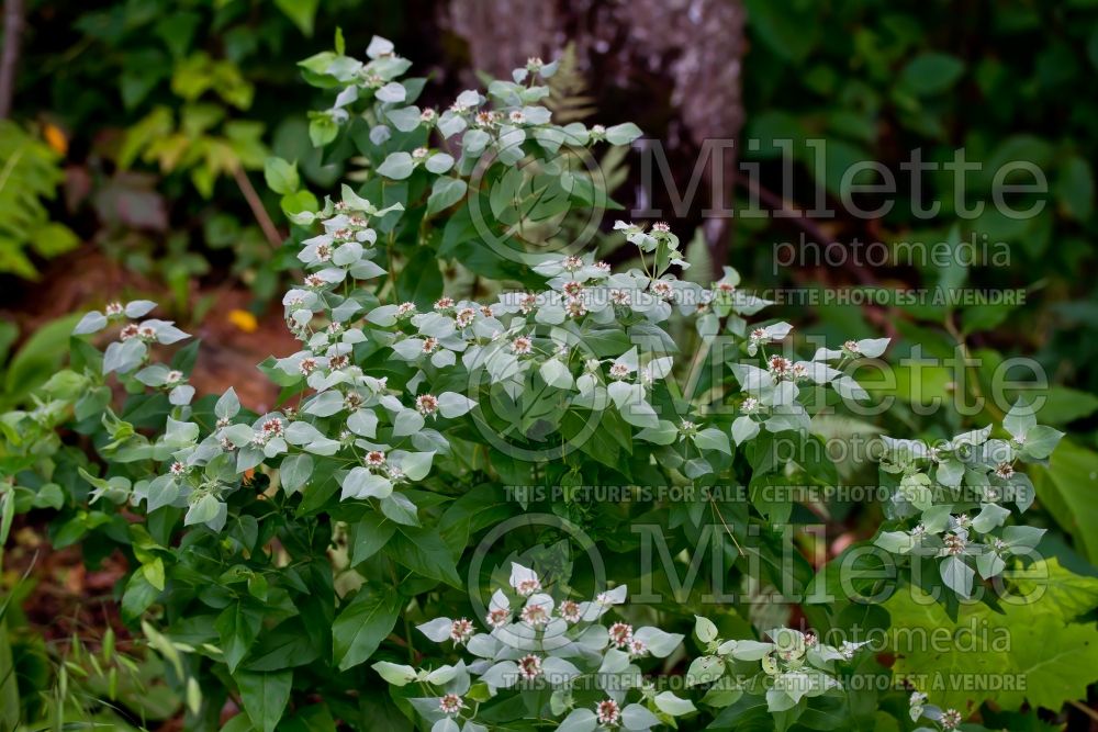 Pycnanthemum muticum (mountain mint) 2 