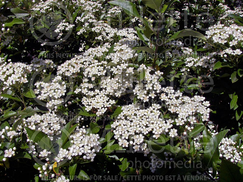 Pyracantha Chadwickii (firethorn) 1 