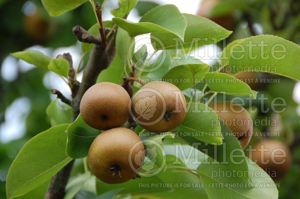Pyrus Shinko (Asian Pear) 1  