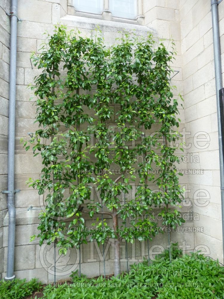 Pyrus - Pear tree espalier 1