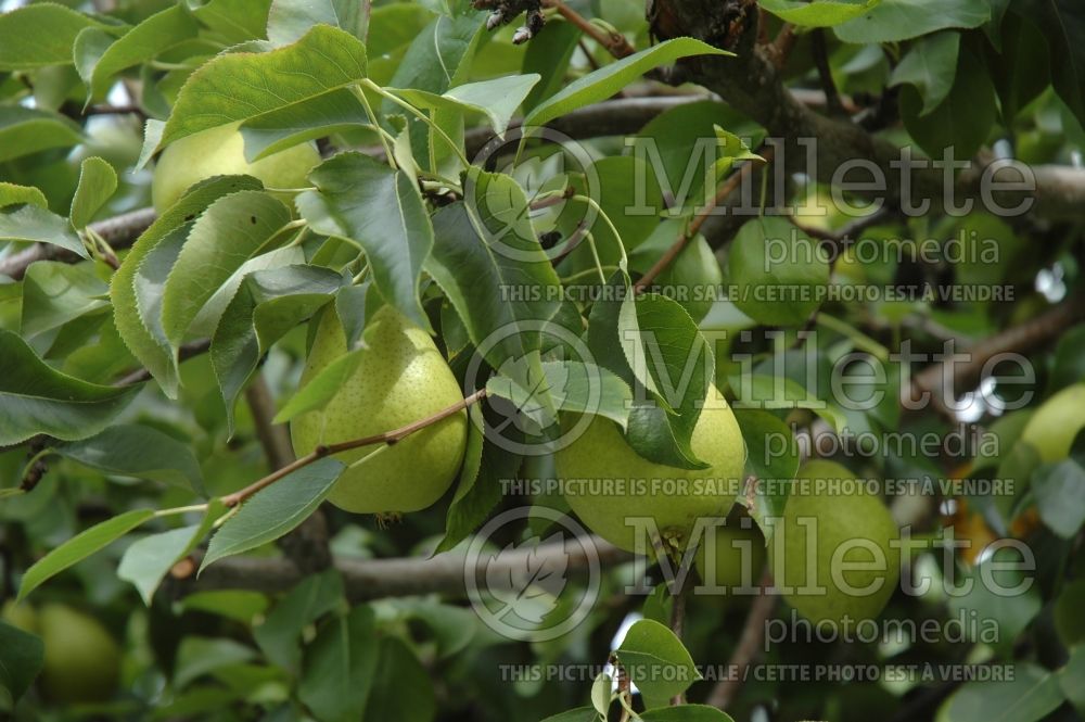 Pyrus Bartlett (Pear) 4