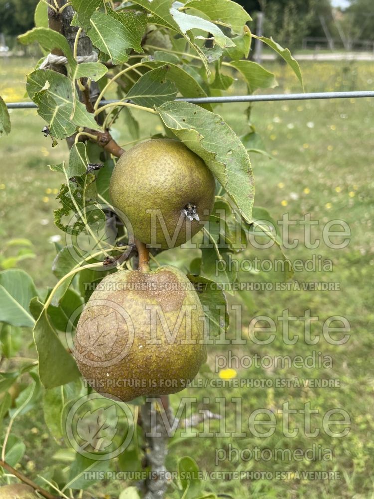 Pyrus Duchesse d'Angouleme (Pear tree) 1