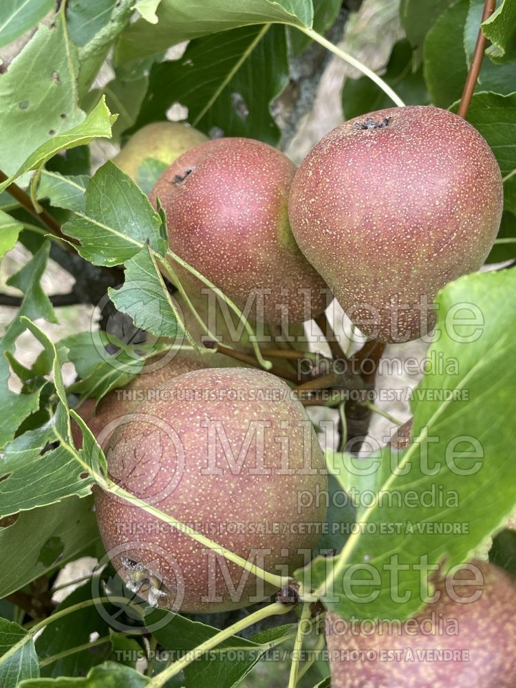 Pyrus Duchesse de Poitiers (Pear tree) 1